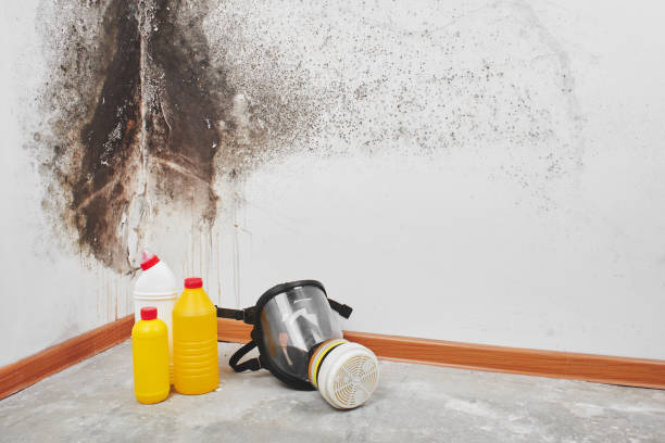 Best Emergency Mold Remediation in West Dundee, IL