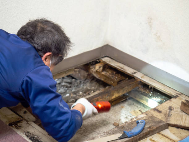 Best Commercial Mold Remediation in West Dundee, IL