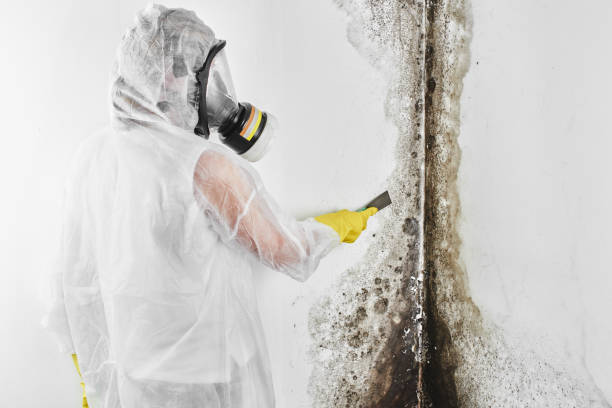 Best Black Mold Remediation in West Dundee, IL