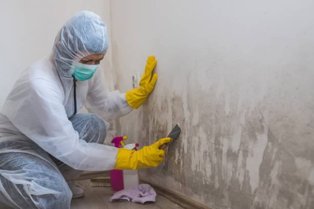Best Residential Mold Remediation in West Dundee, IL