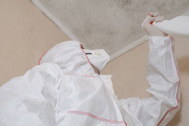 Best Crawl Space Mold Remediation in West Dundee, IL