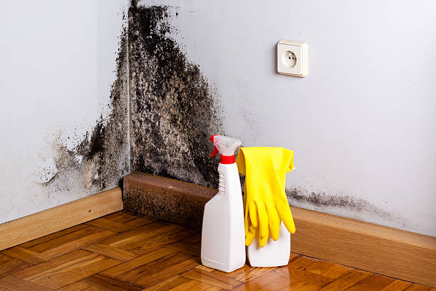 Best White Mold Remediation in West Dundee, IL