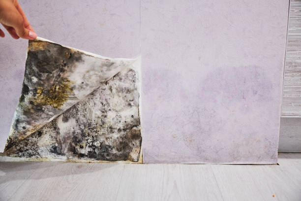 Best Kitchen Mold Remediation in West Dundee, IL